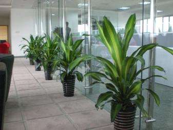全苏州绿植盆景租摆、办公室、写字楼植物盆栽鲜花租赁